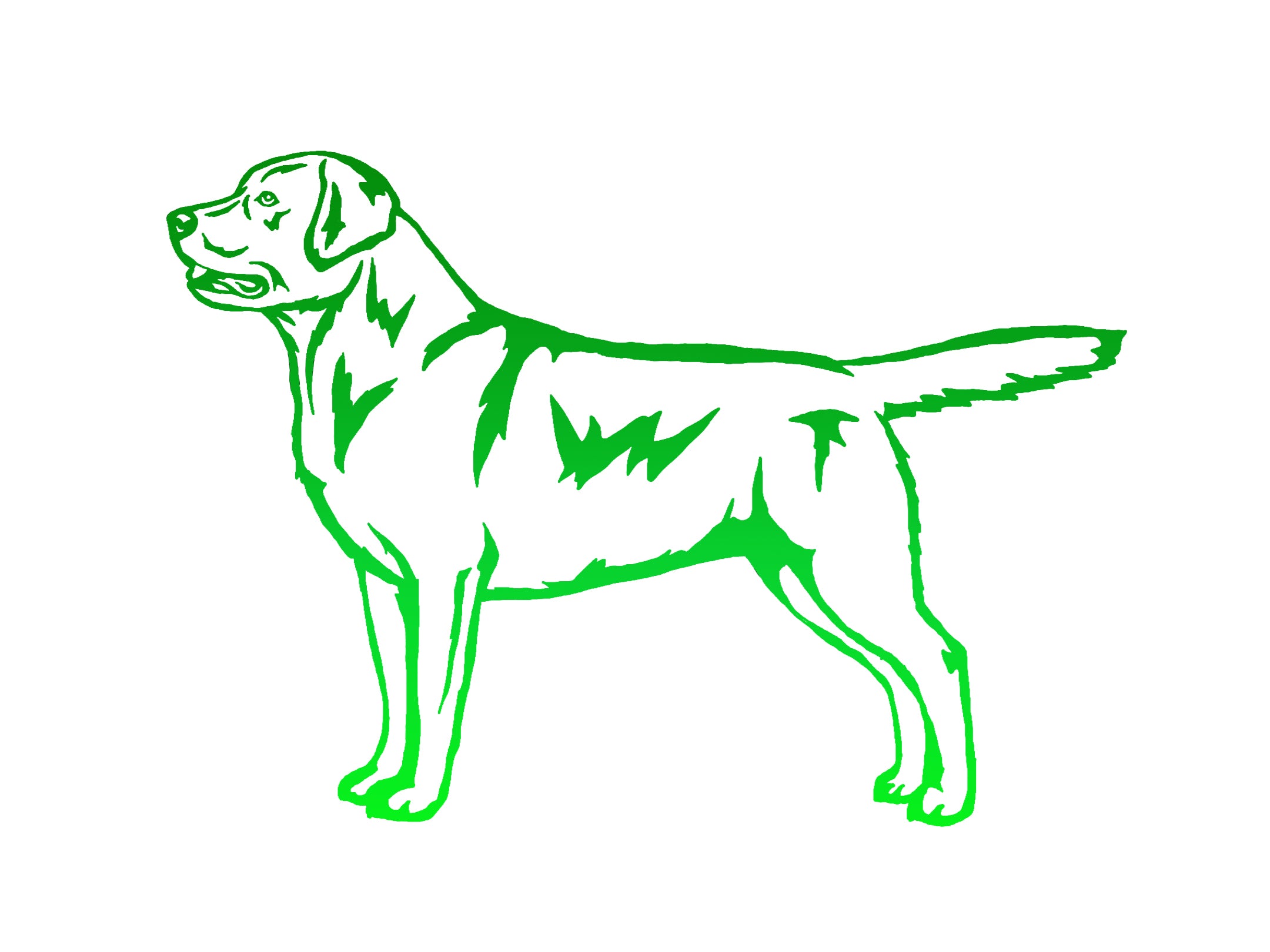 Labrador Retriever Decal
