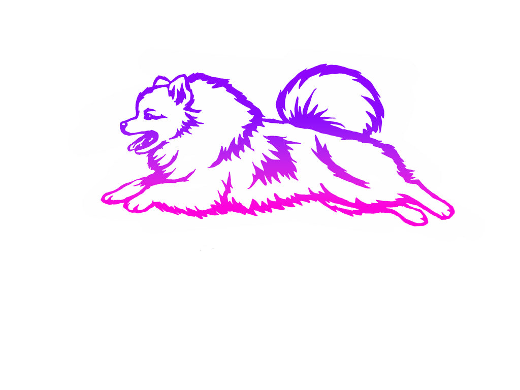 Pomeranian Agility Decal